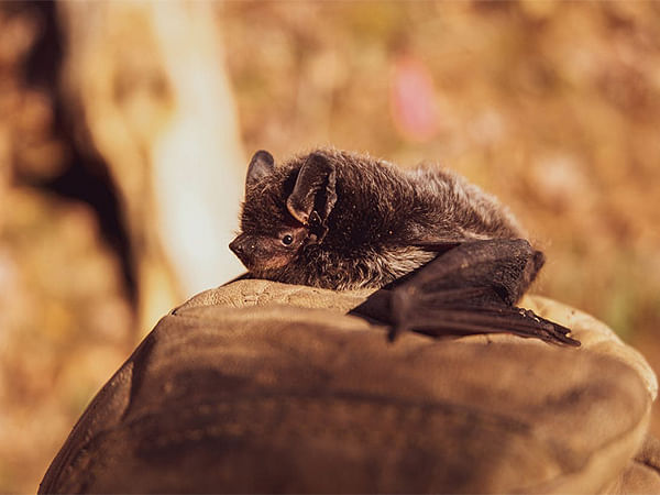 Study reveals how bats communicate and work together for efficient foraging