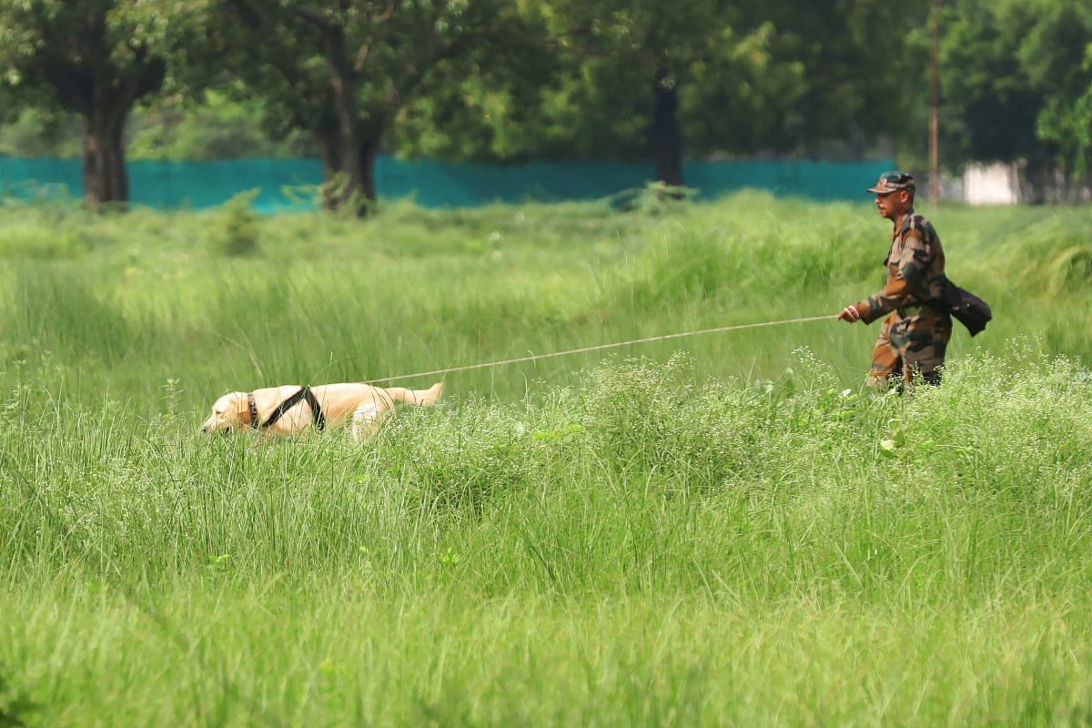 A Labrador on search operation in dense fields | Photo: Manisha Mondal | ThePrint