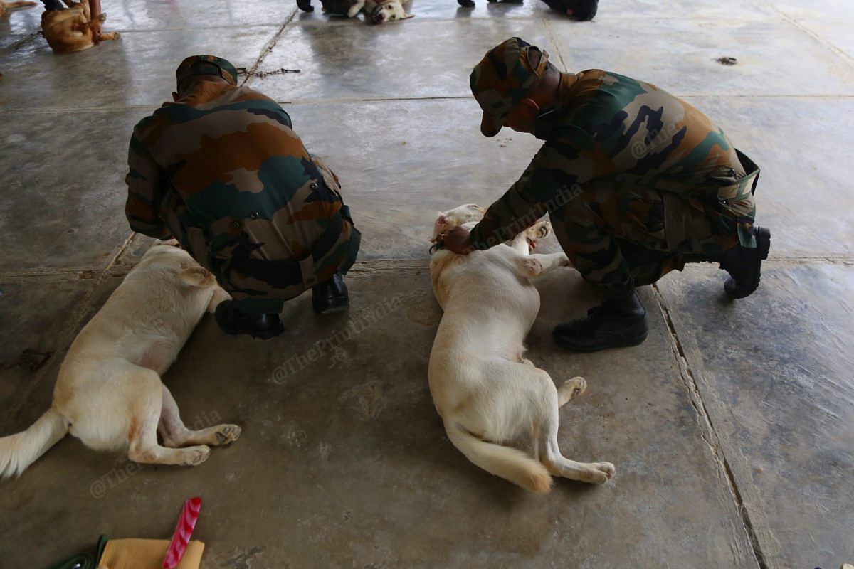 Handlers groom their dogs, this is an everyday session | Photo: Manisha Mondal | ThePrint