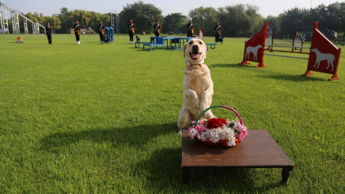 Run, train, groom, repeat — a day in the life of a dog at army's