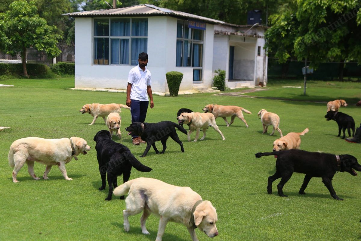 Army dogs that have retired find their home back at RVC centre | Photo: Manisha Mondal | ThePrint
