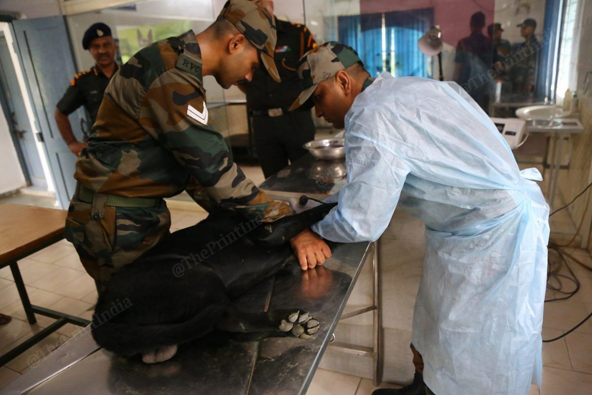 A Labrador dog treated at the nursing centre| Photo: Manisha Mondal | ThePrint