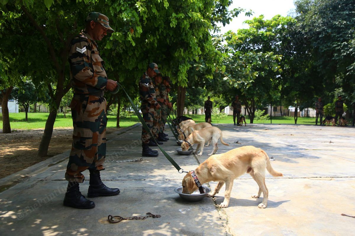 Dogs stand in a queue to eat meals | Photo: Manisha Mondal | ThePrint