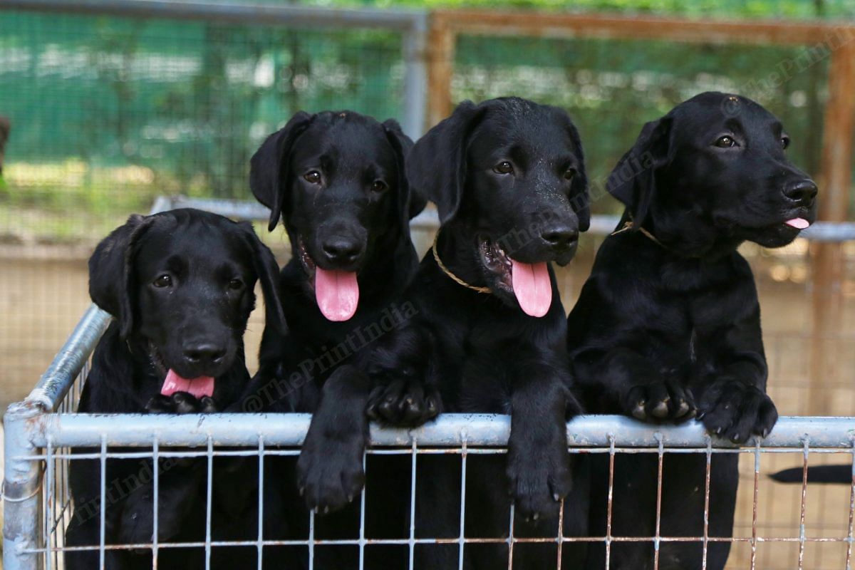 Pups aged between three to five years | Photo: Manisha Mondal | ThePrint