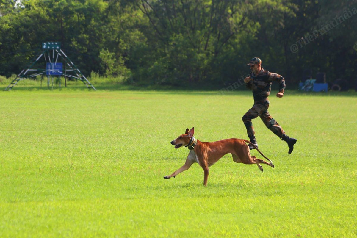 An Indigenous dogs during one of the training session | Photo: Manisha Mondal | ThePrint