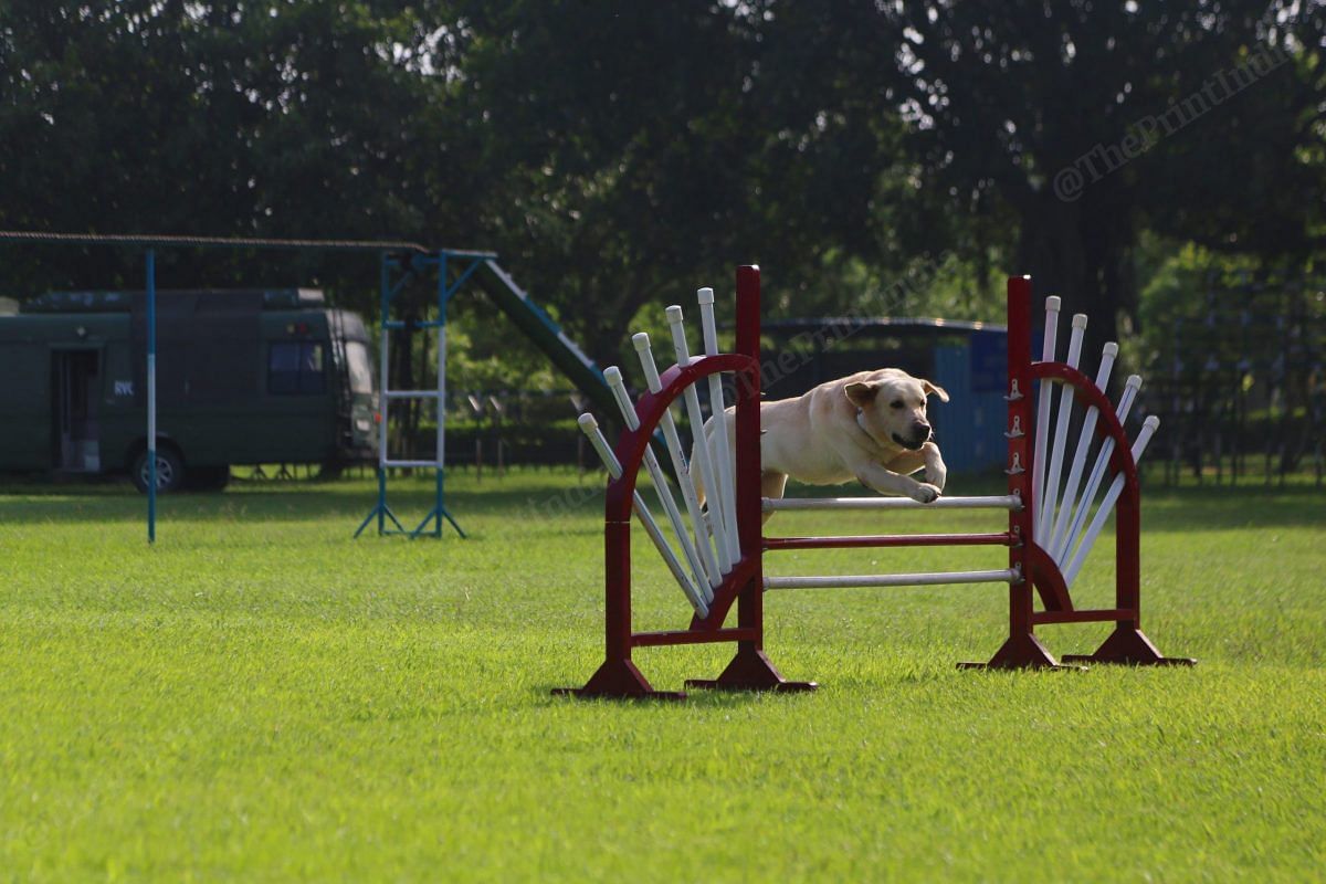 A Labrador performing stunts | Photo: Manisha Mondal | ThePrint