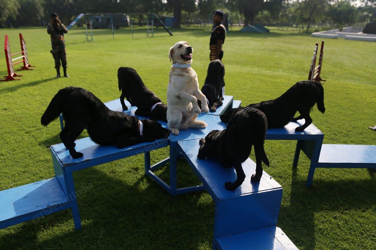 Labradors form a lotus | Photo: Manisha Mondal | ThePrint