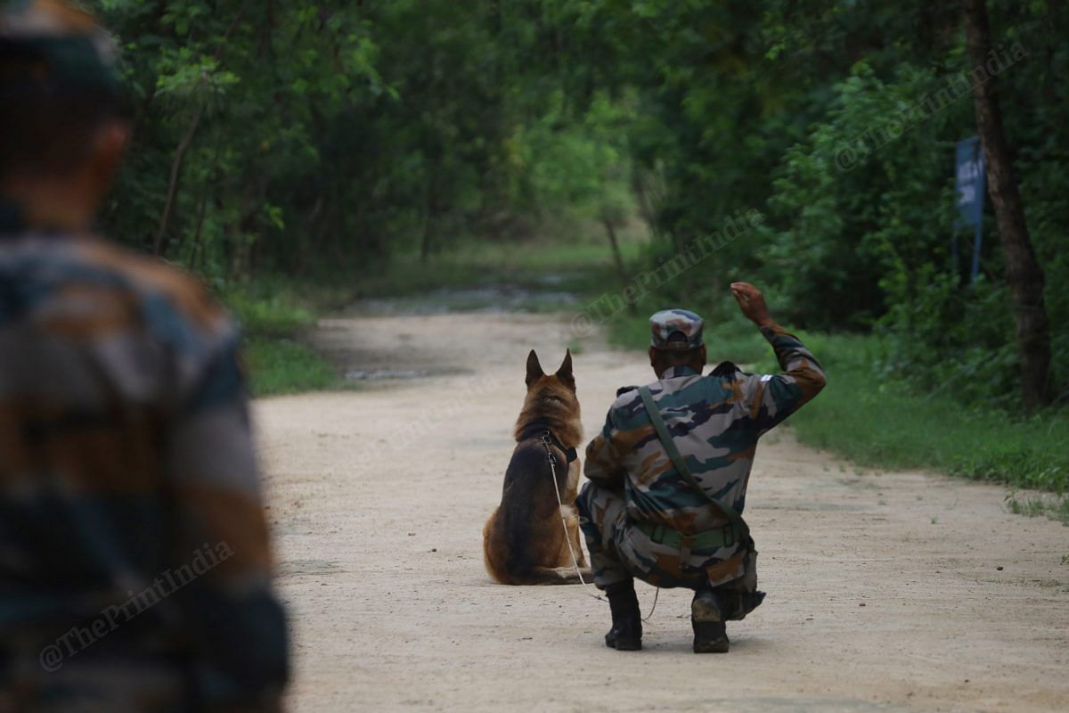 German Shepherds for protection tasks like infantry patrolling and guard duties. In this photo, a German Shepherd during field training | Photo: Manisha Mondal | ThePrint