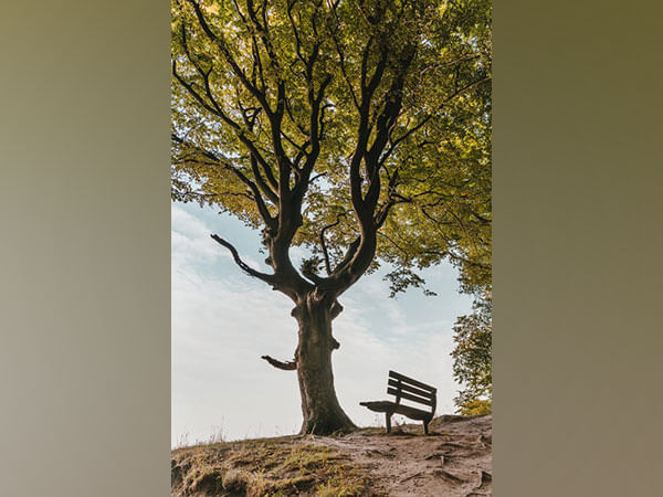 Researchers find hydroquinine in trees has potential to kill drug-resistant bacteria