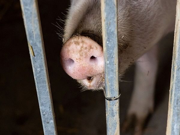 African Swine Fever hits Punjab's Mansa, pigs culled 