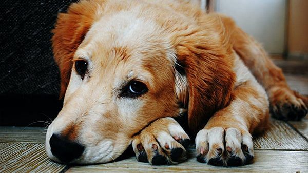 Delhi: Civic body urges citizens to register pets after rise in dog bite cases