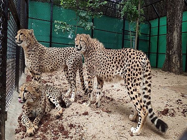 First batch of Cheetahs being brought from Namibia to Kuno National Park 
