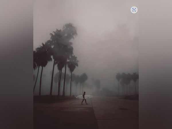 Study finds conifer communication is complex, can be altered by air pollution