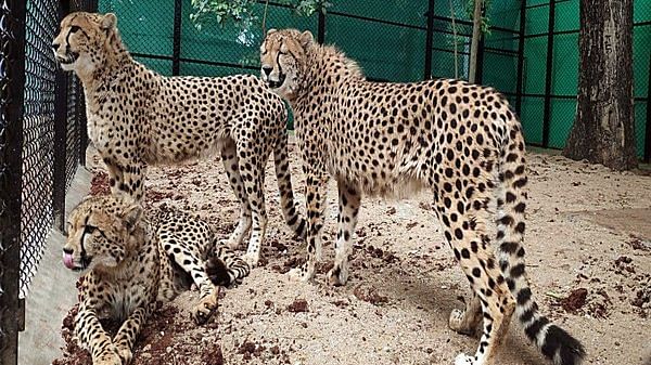 PM Modi to release cheetahs, visit self-help-group-event in Madhya Pradesh on his birthday