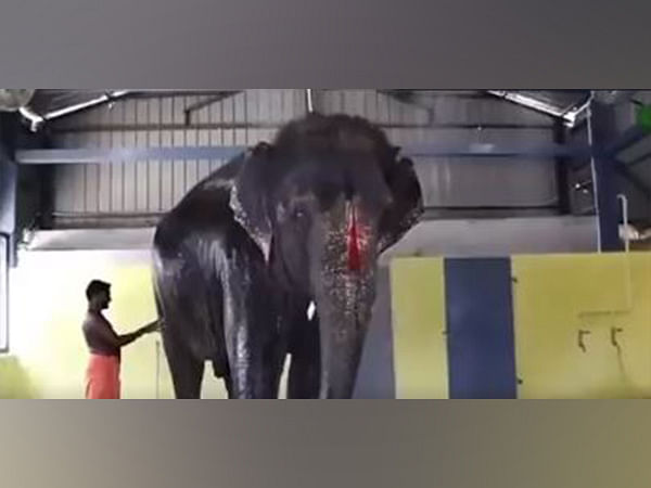 Elephant custody case: Tamil Nadu refuses to return temple elephant Joymala to Assam