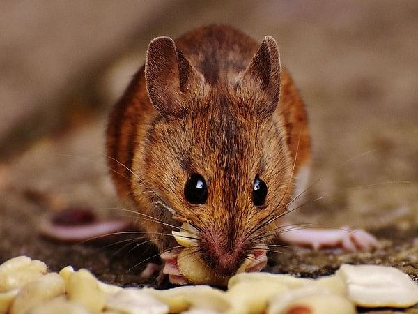 Endangered mouse study shares no-contact sampling method