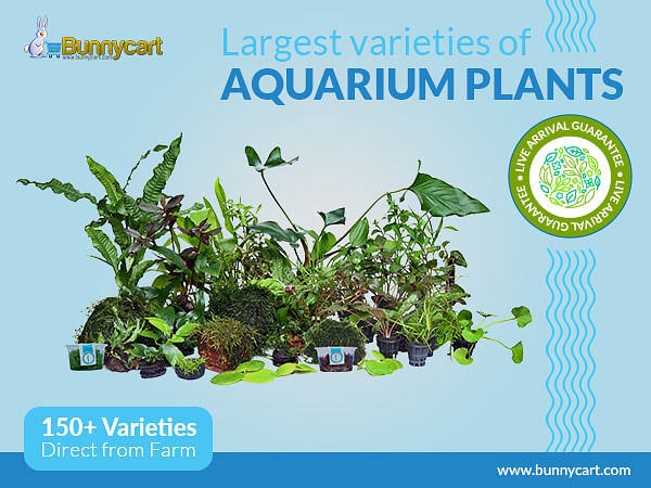 Kerala based aquarium plant farm introduces range of new aquarium plants