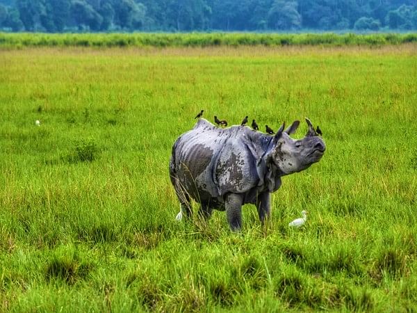 Assam: Major poaching racket busted in Kaziranga, 2 poachers arrested