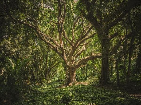 Study suggests climate change is turning trees into gluttons