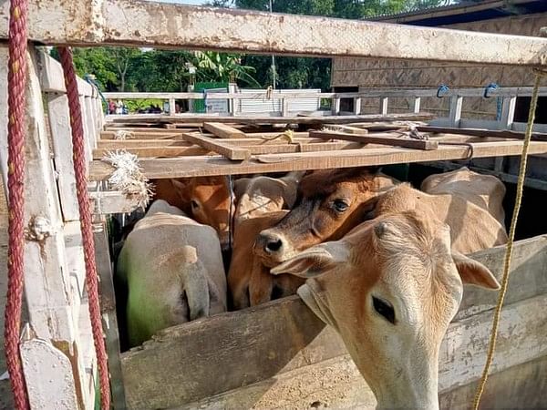 Four Held For Cattle Smuggling In Assam – Theprint – Anifeed