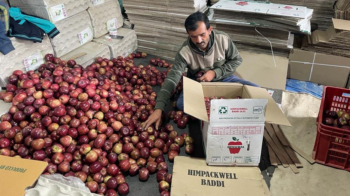 Apple segregation and packaging underway before boxes are sent to the mandi in Shimla | Credit: Shanker Arnimesh, ThePrint
