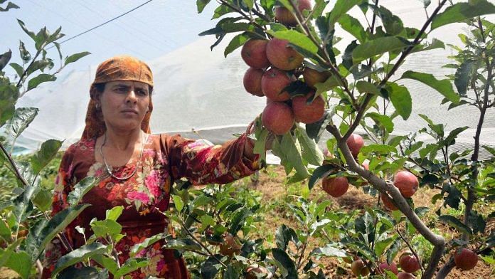 An apple farmer plucks apples at Mashobra in Shimla, Himachal Pradesh | Credit: ANI Photo