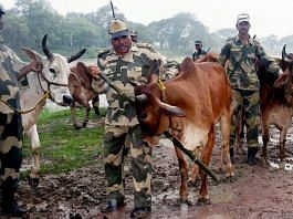 File photo of BSF personnel with cattle seized from cow smugglers near the India-Bangladesh border | Representational image | ANI