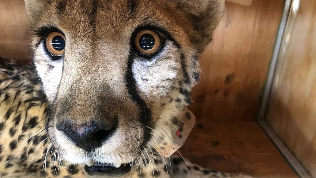 A female cheetah being transported in a crate | Courtesy: CCF