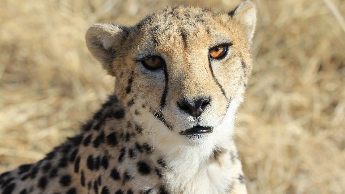 70 years after they went extinct, cheetahs return to India in world's ...