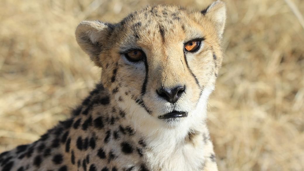 File photo of one of the female cheetahs | Courtesy: CCF