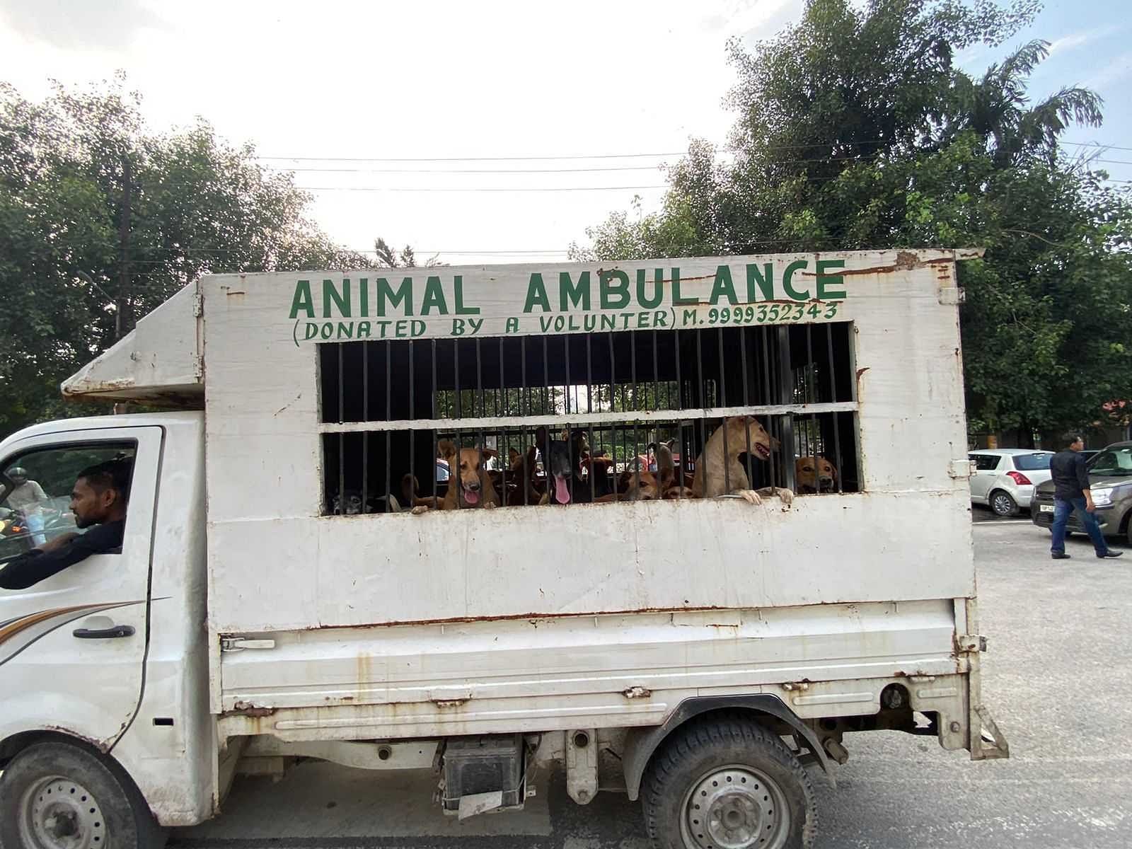 Friendicoes SECA contributed four vans to help transport the dogs to the shelter | Saniya Verma