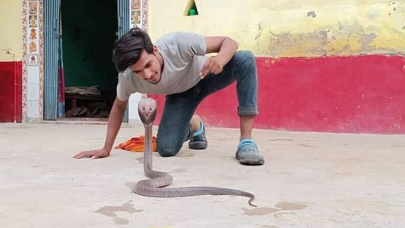 Hariom rescues snakes with his hands, he doesn't use any sticks | By special arrangement