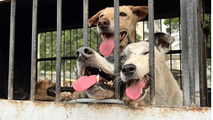The dogs from each area were rescued in groups to ensure that the dogs do not fight amongst each other | Saniya Verma