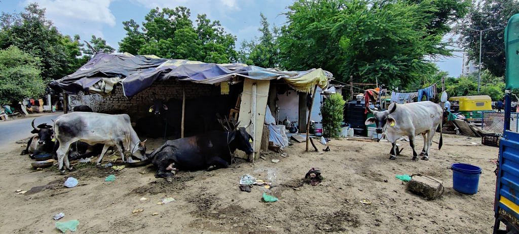 Cattle in makeshift sheds in Ahmedabad | Satendra Singh/ThePrint