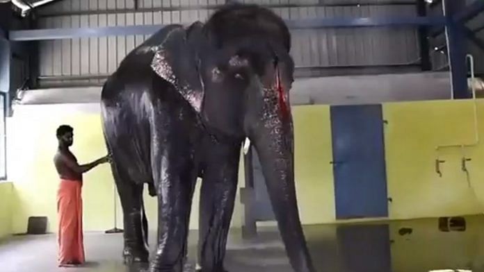 Screengrab from a purported video of elephant Joymala, shared by the Tamil Nadu government's Hindu Religious & Charitable Endowments Department | Credit: Twitter/@tnhrcedept