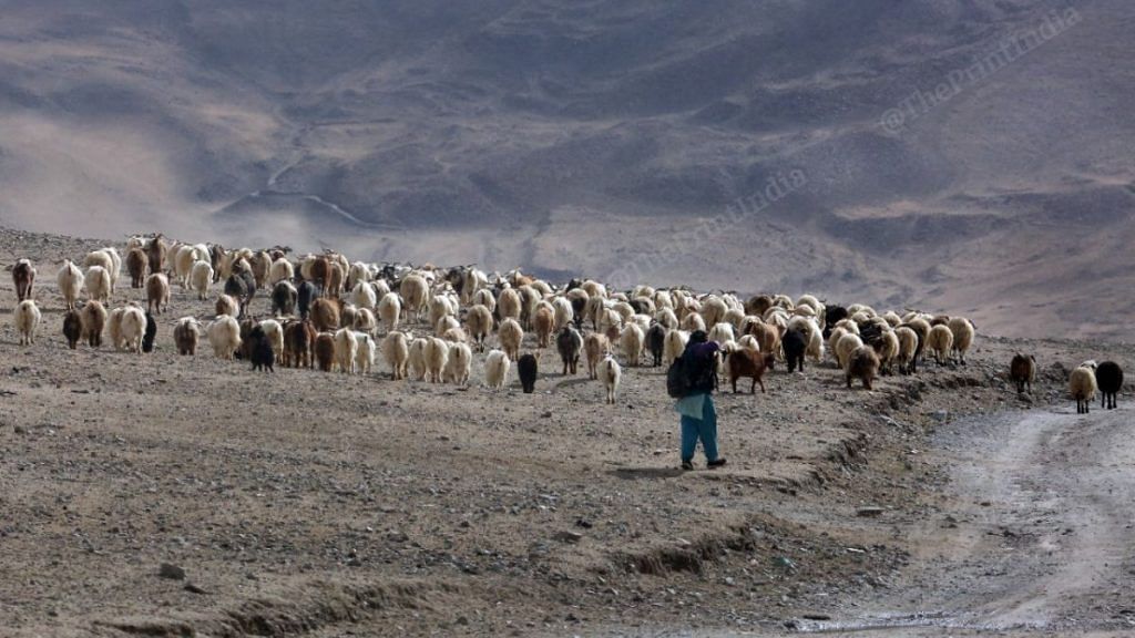 A flock of sheep being taken to graze in Chushul village, Leh | Credit: Praveen Jain, ThePrint