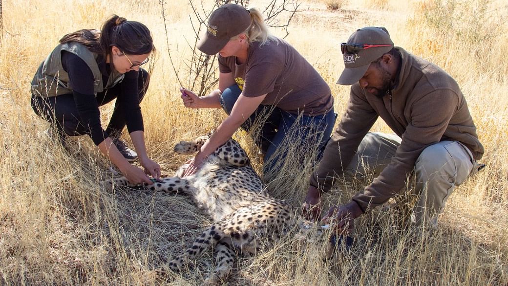 File photo of Dr Ana Basto, among others, with one of the cheetahs at Erindi Private Game Reserve in Namibia | Courtesy: CCF