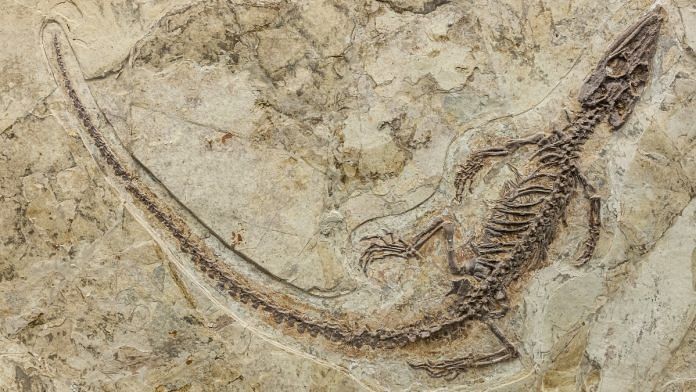 Fossil of a Philydrosaurus, a choristodere from the Early Cretaceous of China | Representative image | Commons