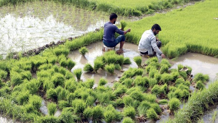 A farmer makes the bundles of rice saplings to transplant in the paddy field. | Representational image | ANI