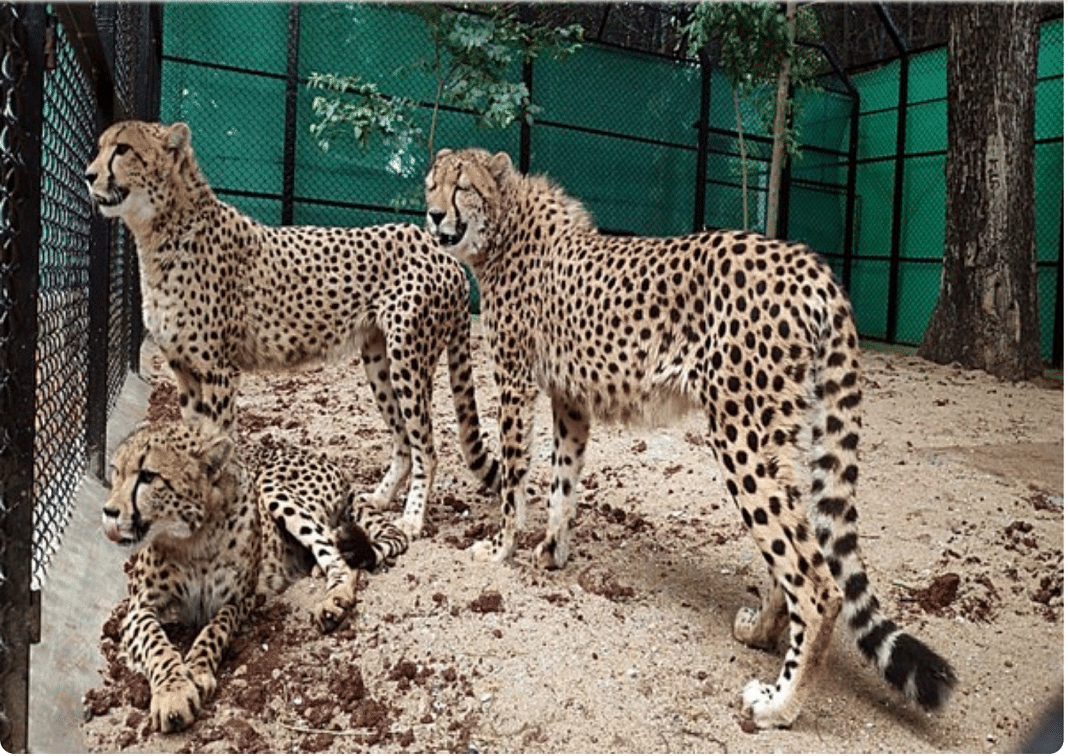 8 African Cheetahs To Revive India's Extinct Species Will Be