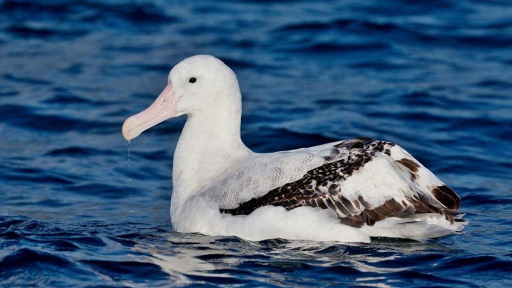 File photo of a wandering albatross/Flickr