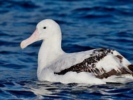 File photo of a wandering albatross/Flickr