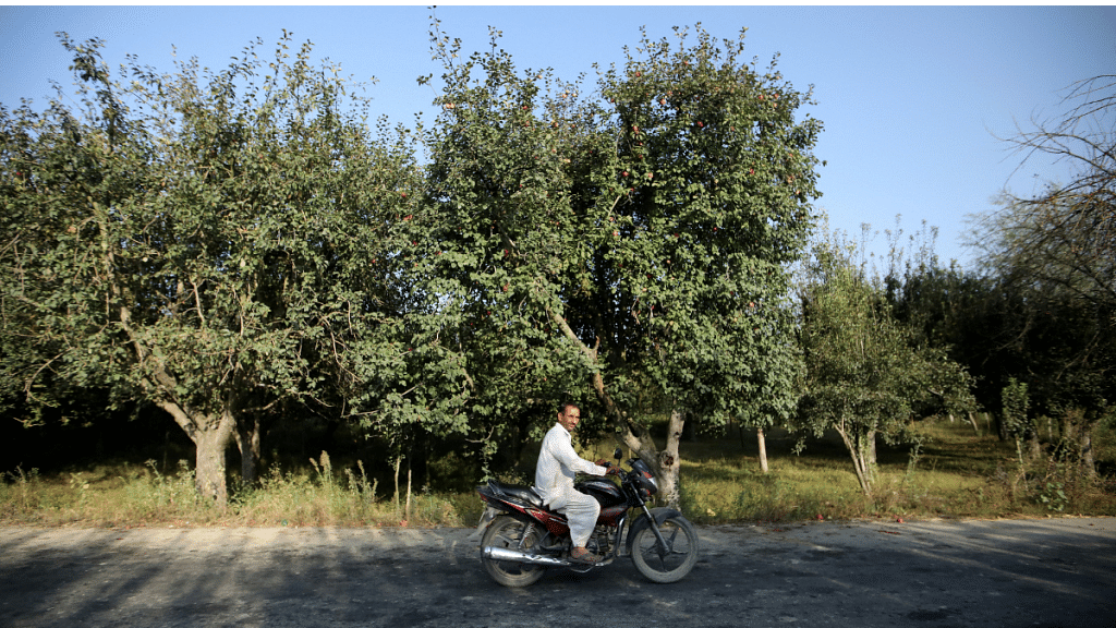 File Photo: A man rides a bike past an apple orchard, in Sopore, north Kashmir, 13 September, 2019 | Reuters