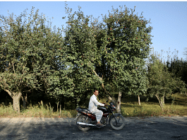 File Photo: A man rides a bike past an apple orchard, in Sopore, north Kashmir, 13 September, 2019 | Reuters