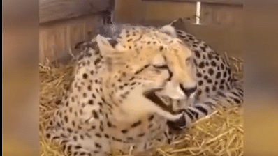 A cheetah seen in a video shared by a US non-profit rescue sanctuary in Minnesota