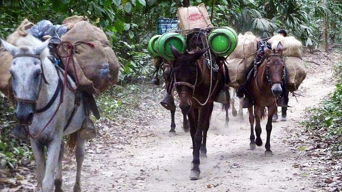 A representational image of donkeys carrying loads in Colombia | Commons
