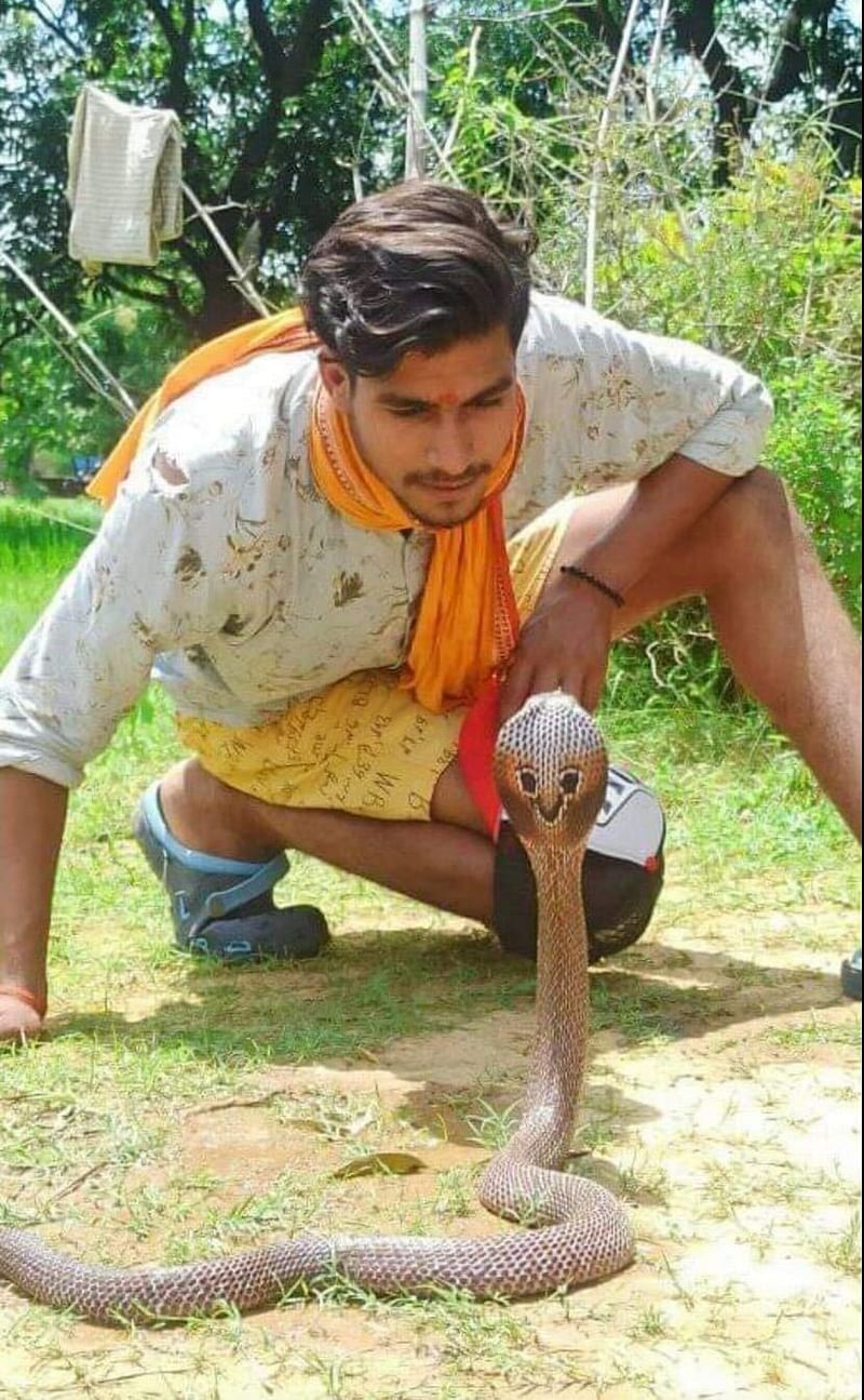 Hariom rescued nearly 3000 snakes till now from 15 species.