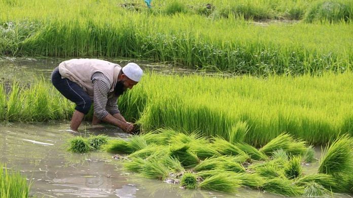 A farmer makes bundles of rice saplings | Credit: ANI Photo