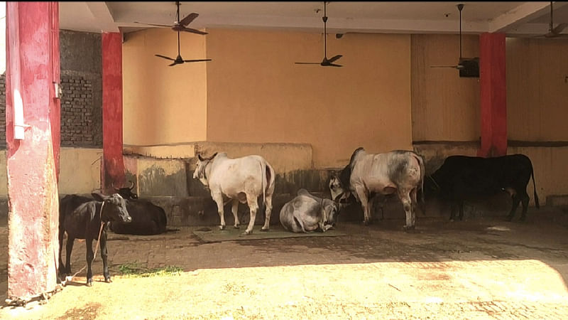 Cows at the 150-year old Delhi Gate Gaushala in Najafgarh. | ThePrint / Sukriti Vats