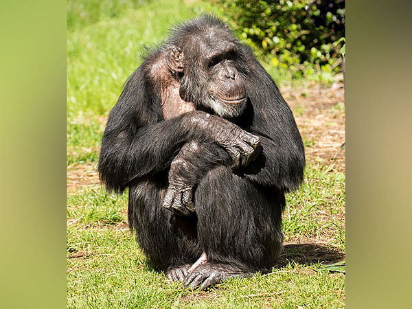 Evidence of social relationships between chimpanzees, gorillas found during study